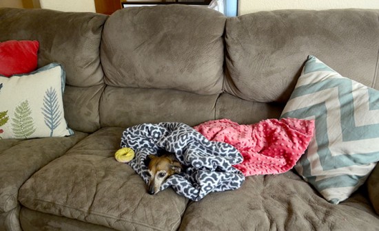 dog snuggie sac couch