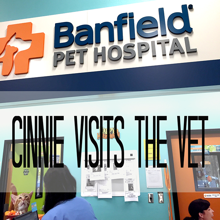 cinnie at the vet 2