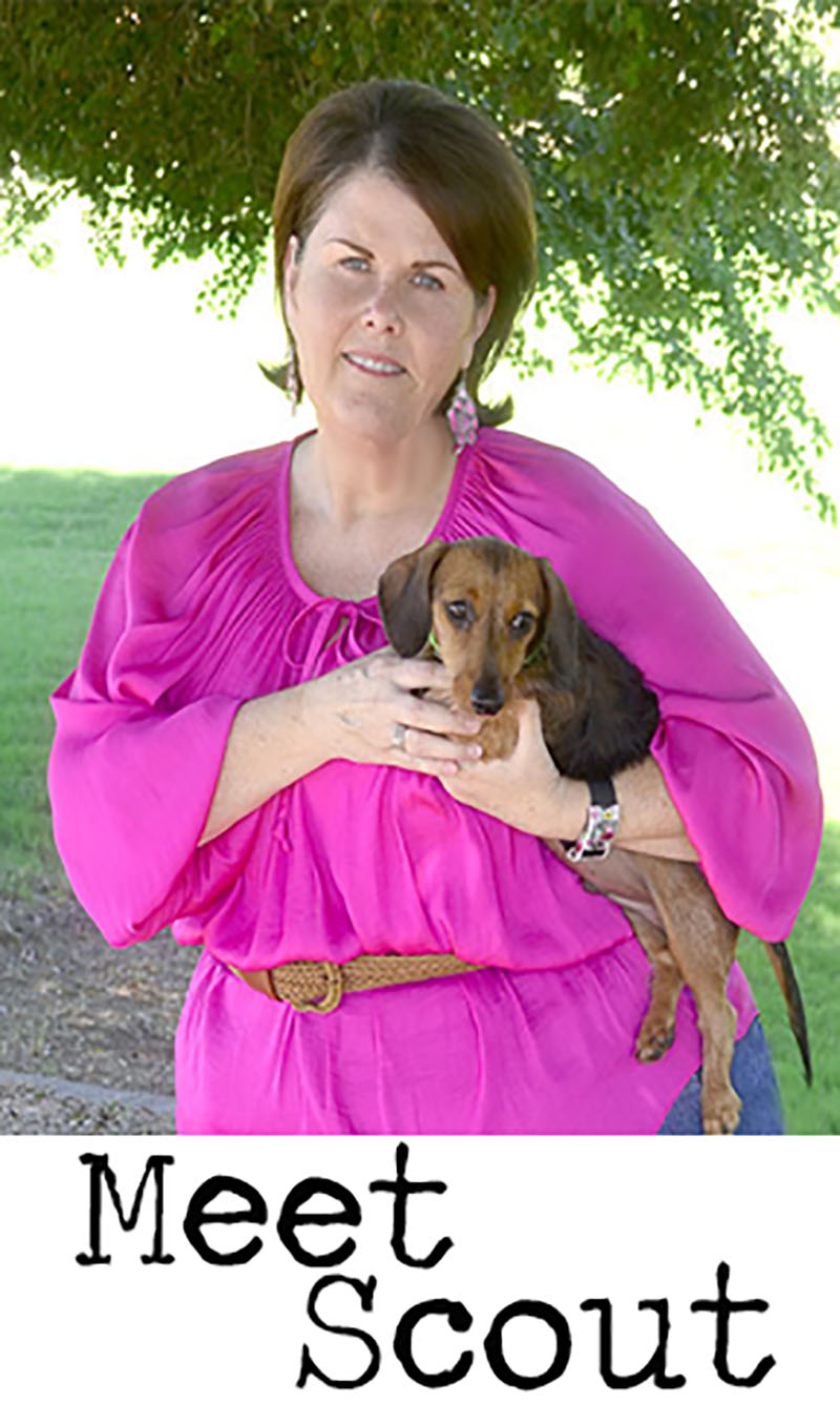 scout-the-wire-haired-dachshund